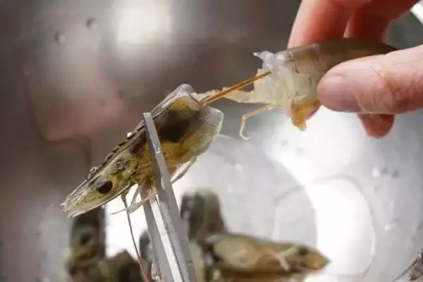 虾头能否食用的要点和判断？判断虾头食用性需注意什么？插图3