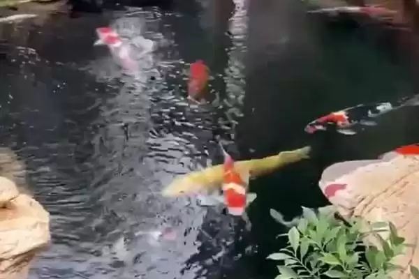 院子里鱼池怎么防冻好?鱼池防冻方法与养鱼方法要点?插图1 院子里鱼池怎么防冻好?鱼池防冻方法与养鱼方法要点?插图1