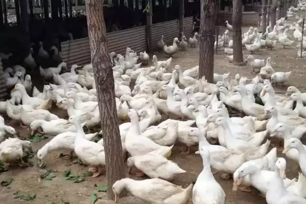 图片[2]-种鸭养殖管理的方法和重点？种鸭养殖管理要做好哪些细节？-会东网