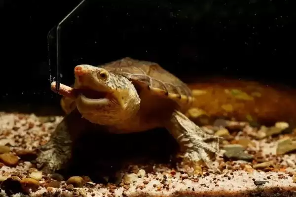 深水蛋龟的品种?认识深水蛋龟品种要了解哪些关键的品种信息?插图5 深水蛋龟的品种?认识深水蛋龟品种要了解哪些关键的品种信息?插图5