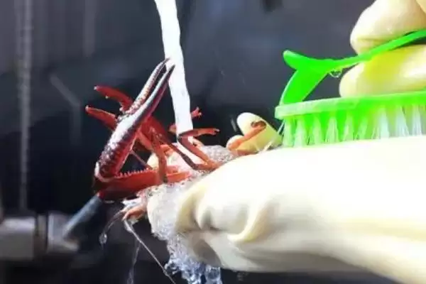 小龙虾清洗的方法和要点?清洗小龙虾需掌握哪些关键技巧?插图1 小龙虾清洗的方法和要点?清洗小龙虾需掌握哪些关键技巧?插图1