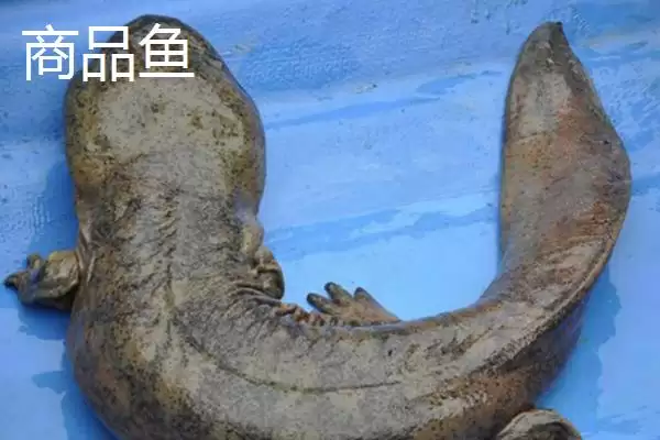 图片[2]-娃娃鱼商品鱼和种鱼的鉴别方法是什么？娃娃鱼种鱼鉴别方法与养鱼要点？-会东网
