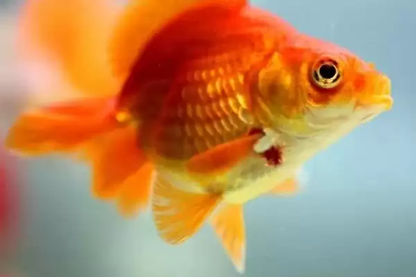 鱼是白天睡觉还是晚上睡觉?鱼睡眠习性与养鱼重点细节?插图3 鱼是白天睡觉还是晚上睡觉?鱼睡眠习性与养鱼重点细节?插图3