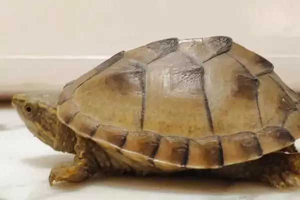 深水蛋龟的品种?认识深水蛋龟品种要了解哪些关键的品种信息?插图2 深水蛋龟的品种?认识深水蛋龟品种要了解哪些关键的品种信息?插图2