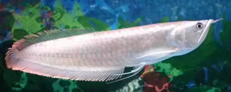 银龙鱼喂活泥鳅好不好?银龙鱼食物选择与养鱼要点?-会东网