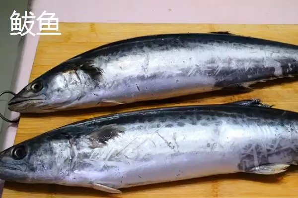 只有一根主刺的鱼是什么?鱼类特征知识与养鱼重点细节?插图3 只有一根主刺的鱼是什么?鱼类特征知识与养鱼重点细节?插图3