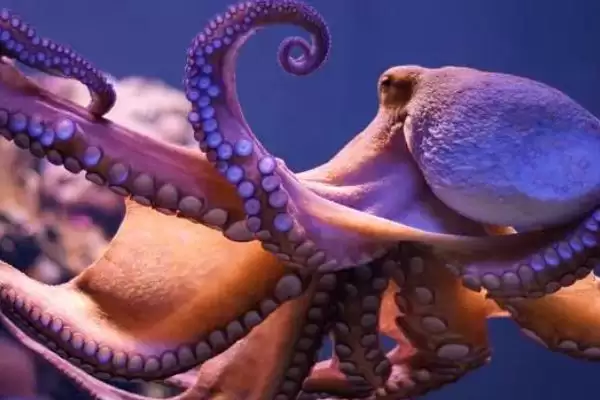 了解章鱼寿命的方法和重点?了解章鱼寿命要做好哪些细节?插图1 了解章鱼寿命的方法和重点?了解章鱼寿命要做好哪些细节?插图1