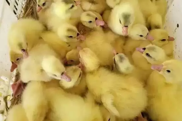 小鸭子需保温天数的要点和判断?确定小鸭子保温时长需考虑哪些因素?插图2 小鸭子需保温天数的要点和判断?确定小鸭子保温时长需考虑哪些因素?插图2