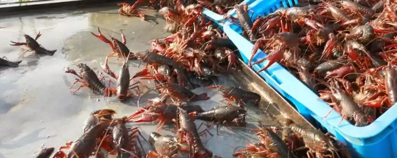 分析养虾利润与成本风险的方法和重点？分析养虾利润与成本风险要做好哪些细节？-会东网