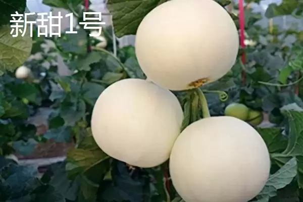 图片[10]-南方甜瓜种植品种优选：香妃、橙露、羊角蜜的种植指南-会东网