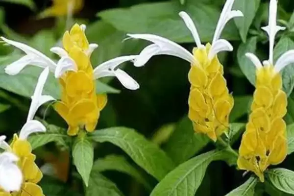 虾衣花养护的方法和要点？养护虾衣花要掌握哪些关键步骤？插图1