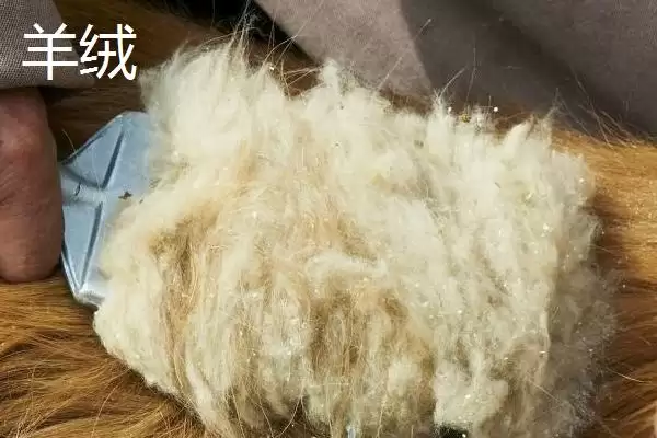 图片[4]-认识羊绒种类的方法和重点？认识羊绒种类要做好哪些细节？-会东网