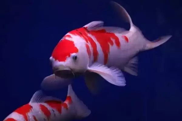 院子里鱼池怎么防冻好?鱼池防冻方法与养鱼方法要点?插图3 院子里鱼池怎么防冻好?鱼池防冻方法与养鱼方法要点?插图3