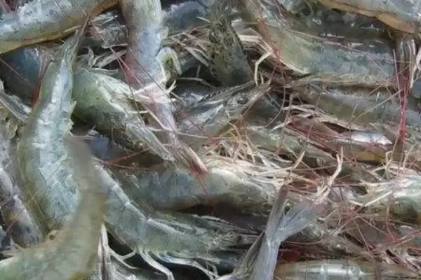 图片[7]-了解养虾过程中存在问题的方法和重点？了解养虾过程中存在问题要做好哪些细节？-会东网