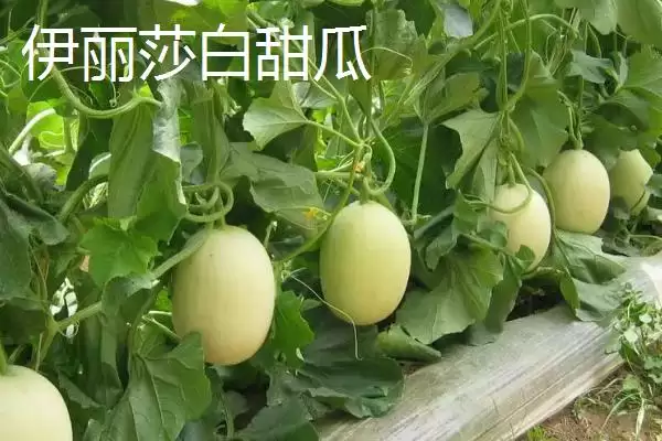图片[9]-南方甜瓜种植品种优选：香妃、橙露、羊角蜜的种植指南-会东网