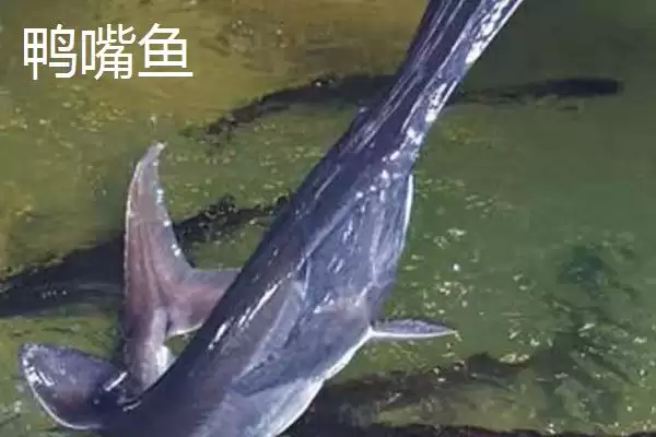 图片[5]-鸭嘴鱼和鳄雀鳝有何区别？鱼类区分与养鱼方法讲解？-会东网