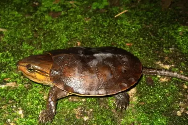 认识鹰嘴龟品种数量的方法和重点？认识鹰嘴龟品种数量要做好哪些细节？插图1