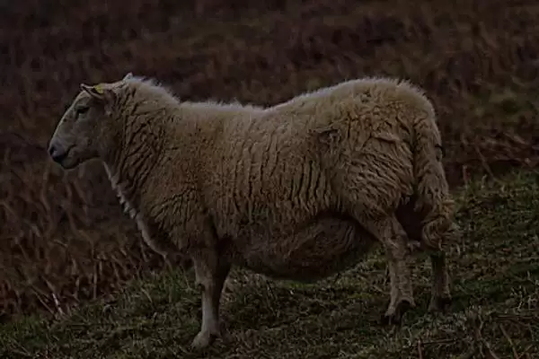 了解羊一年繁殖次数的方法和重点?了解羊一年繁殖次数要做好哪些细节?插图2 了解羊一年繁殖次数的方法和重点?了解羊一年繁殖次数要做好哪些细节?插图2