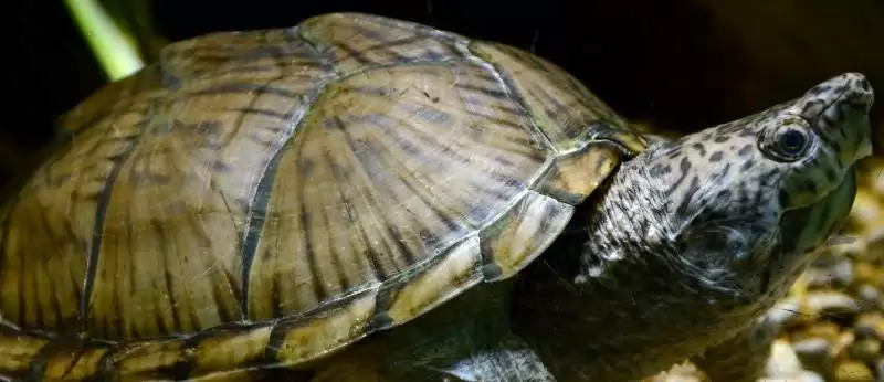 什么是麝香龟？认识麝香龟要了解哪些关键的物种特性和养殖要点？-会东网