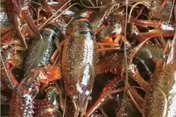 龙虾的生长周期时长 ,龙虾人工养殖 6 个月成熟的原因?插图2 龙虾的生长周期时长 ,龙虾人工养殖 6 个月成熟的原因?插图2