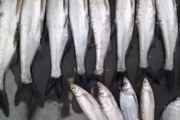 只有一根主刺的鱼是什么?鱼类特征知识与养鱼重点细节?插图7 只有一根主刺的鱼是什么?鱼类特征知识与养鱼重点细节?插图7