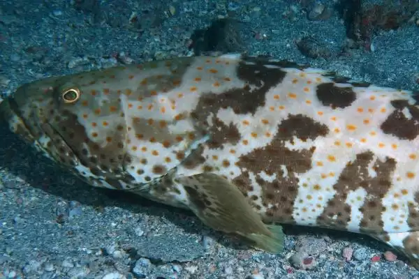 石斑鱼好吃吗?石斑鱼口感认知与养鱼关键细节?插图8 石斑鱼好吃吗?石斑鱼口感认知与养鱼关键细节?插图8