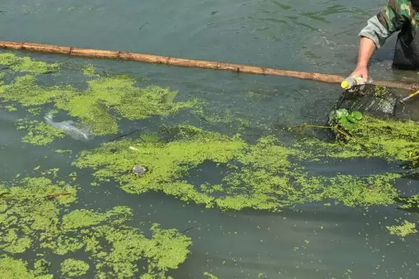 虾塘水质发黑的处理方法和要点？处理虾塘水质问题需注意什么？插图1