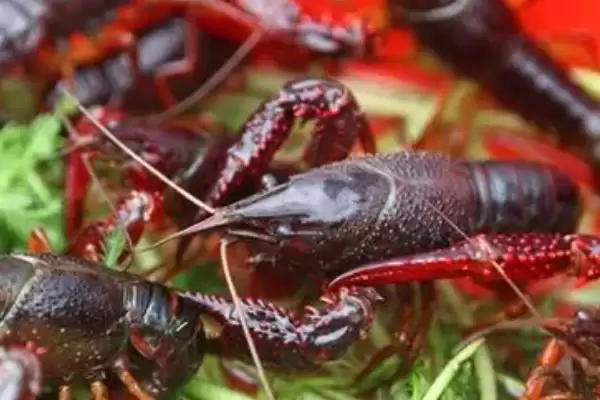 水体盐度对小龙虾有什么影响？了解水体盐度对小龙虾影响要知晓哪些生理要点？插图1