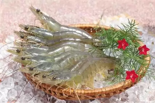 认识中国对虾的方法和重点？认识中国对虾要做好哪些细节？插图7