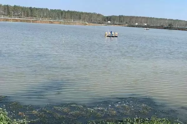 虾塘水质发黑的处理方法和要点？处理虾塘水质问题需注意什么？插图2