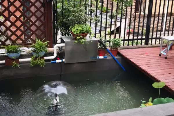 院子里鱼池怎么防冻好?鱼池防冻方法与养鱼方法要点?插图2 院子里鱼池怎么防冻好?鱼池防冻方法与养鱼方法要点?插图2