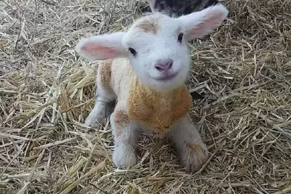 小羊养殖的注意事项和要点?养殖小羊需关注哪些关键问题?插图1 小羊养殖的注意事项和要点?养殖小羊需关注哪些关键问题?插图1