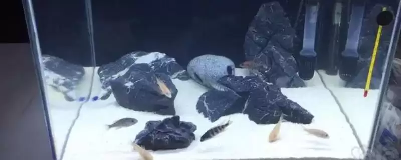 三湖慈鲷鱼缸开缸的方法是什么?三湖慈鲷鱼缸开缸方法与养鱼要点?-会东网