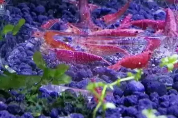 判断樱花虾抱卵是否需要隔离的方法和重点？判断樱花虾抱卵是否需要隔离要做好哪些细节？插图2