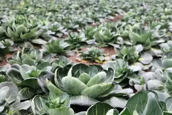 图片[4]-塌菜的收获时间？了解塌菜收获时间要关注哪些生长周期和气候影响要点？-会东网