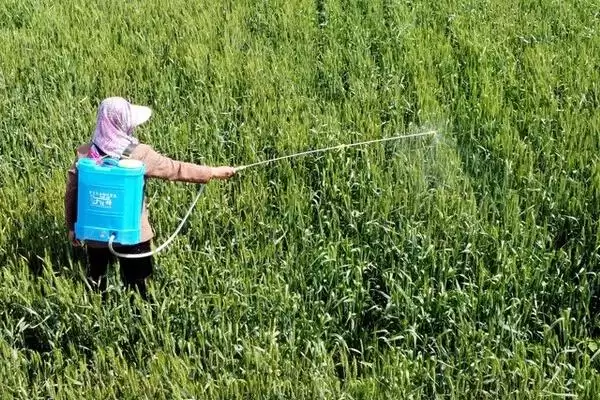 灭扫利农药具有什么样的作用呢 ,灭扫利农药对害虫具有击倒快的作用插图1