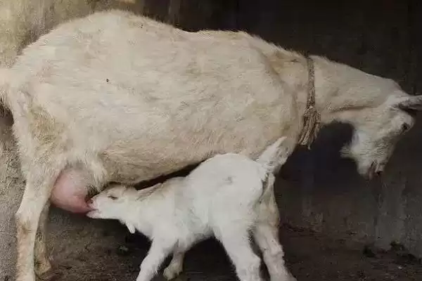 图片[2]-小羊出生后吃初乳时间的要点和判断？确定小羊吃初乳时间需考虑什么？-会东网