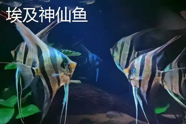 图片[6]-熊猫神仙鱼产地在哪？鱼类产地知识与养鱼重点方法？-会东网