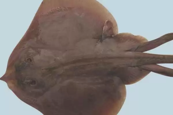 图片[5]-鳐鱼有哪些种类？鳐鱼种类认知与养鱼方法细节？-会东网