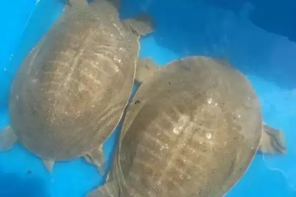 农村最适合养殖的项目探索:投资前做好市场调查的重要性插图7 农村最适合养殖的项目探索:投资前做好市场调查的重要性插图7