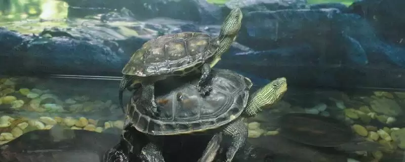 了解珍珠龟食物的方法和重点？了解珍珠龟食物要做好哪些细节？-会东网