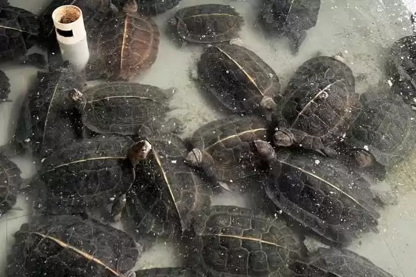 养亚巨龟使其快速生长的方法和重点?养亚巨龟使其快速生长要做好哪些细节?插图1 养亚巨龟使其快速生长的方法和重点?养亚巨龟使其快速生长要做好哪些细节?插图1