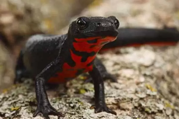 蝾螈吃什么东西？喂养蝾螈要选择哪些合适的食物种类？插图5