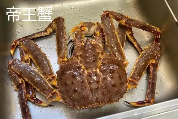 图片[3]-石岩蟹和帝王蟹有什么区别？石岩蟹与帝王蟹辨别与养鱼重点？-会东网