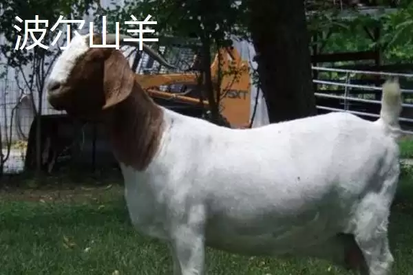 图片[2]-南方养羊品种推荐：黑山羊、南江黄羊、黄淮山羊的优势-会东网