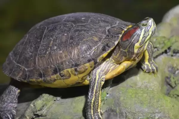 管理乌龟饮食的方法和重点？管理乌龟饮食要做好哪些细节？插图1
