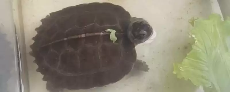 养亚巨龟使其快速生长的方法和重点?养亚巨龟使其快速生长要做好哪些细节?-会东网