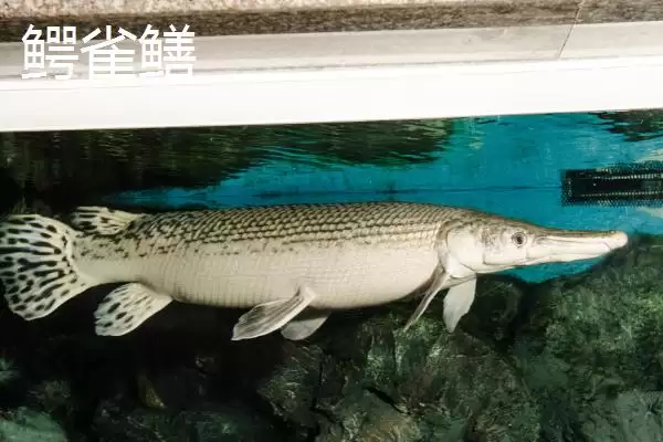 图片[2]-鸭嘴鱼和鳄雀鳝有何区别？鱼类区分与养鱼方法讲解？-会东网