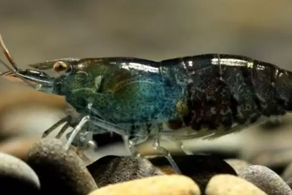 选择清理鱼缸粪便生物的方法和重点?选择清理鱼缸粪便生物要做好哪些细节?插图1 选择清理鱼缸粪便生物的方法和重点?选择清理鱼缸粪便生物要做好哪些细节?插图1