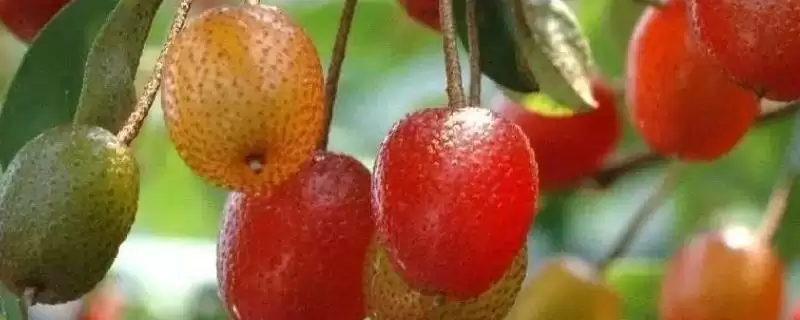 了解羊奶子的方法和重点?了解羊奶子要做好哪些细节?插图 了解羊奶子的方法和重点?了解羊奶子要做好哪些细节?插图